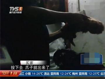屠宰最新爆料消息视频,屠宰场内幕视频曝光，震撼揭秘行业黑幕